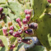 Opuntia stricta