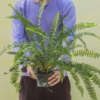 Photo de Nephrolepis cordifolia