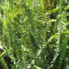 Photo de Nephrolepis cordifolia, une fougère