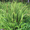 Photo de Nephrolepis cordifolia, une fougère
