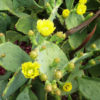 Opuntia stricta