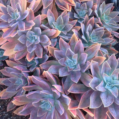 Graptoveria Fred Ives