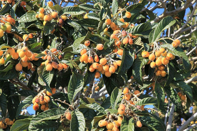 Néflier du Japon bibace, loquat, Eriobotrya japonica Palmiers et Compagnie