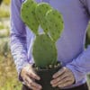 Opuntia inermis de notre production