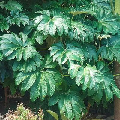 Tetrapanax Rex, alias Steroidal Giant, une plante à grandes feuilles