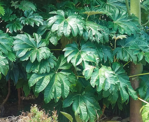 Tetrapanax Rex, alias Steroidal Giant, une plante à grandes feuilles
