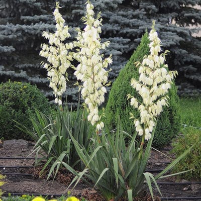 Yucca filamentosa