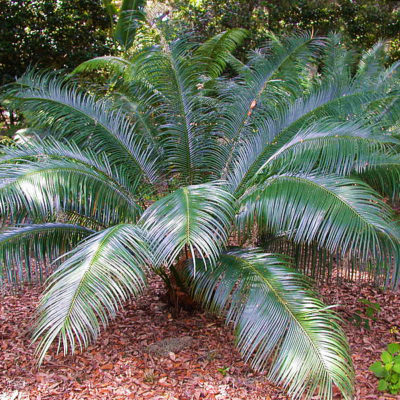 Cycas guizhouensis mature en sous-bois