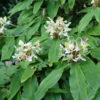 Hedychium flavescens en fleurs