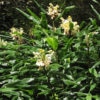 Hedychium flavescens en fleurs