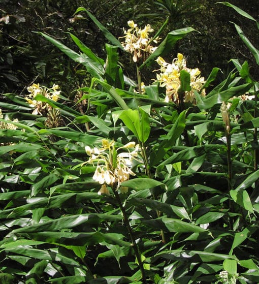 Hedychium flavescens en fleurs