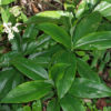 Pollia japonica en sous-bois