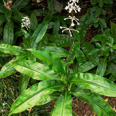Pollia japonica en fleur