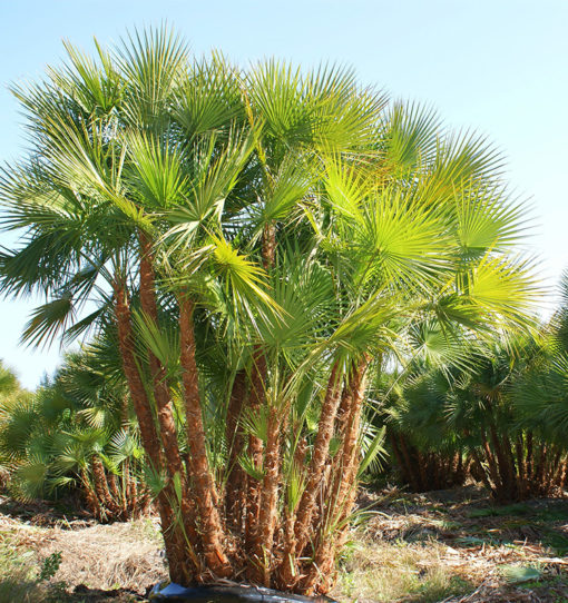 touffe du palmier Acoelorrhaphe wrightii