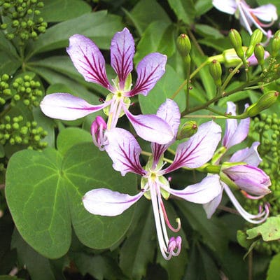 Fleurs de Bauhinia yunnanensis