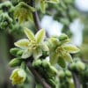 fleur de Furcraea parmentieri
