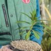 Euphorbia mellifera Agathe