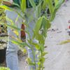 plant d'Hedychium flavescens de notre production
