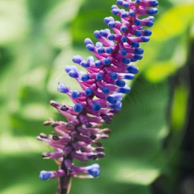 Aechmea gamosepala en fleurs