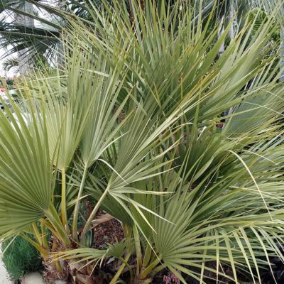 Trachycarpus Takagii Palmier Chanvre Hybride Palmiers Et Compagnie