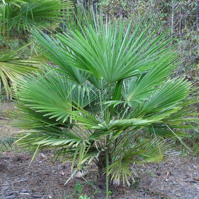 Photo de palmier Trachycarpus 'Naini Tal'