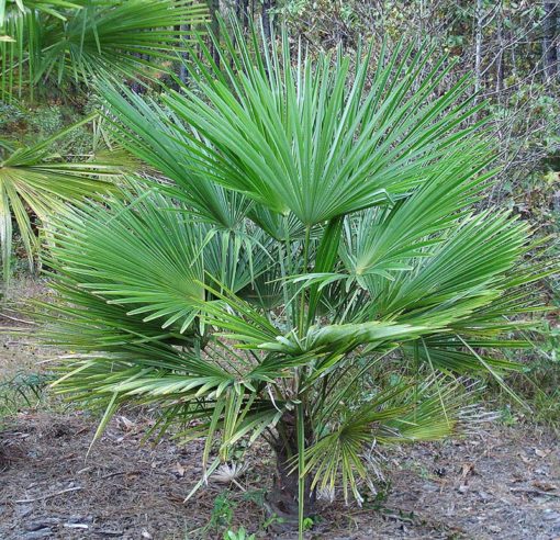 Photo de palmier Trachycarpus 'Naini Tal'