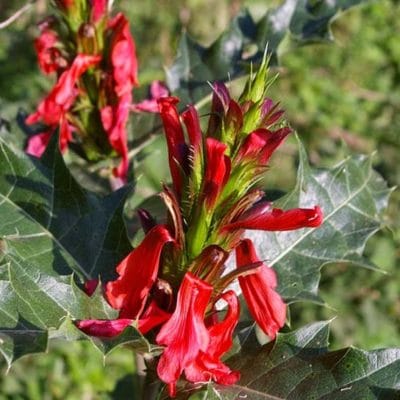 Acanthus sennii en fleur