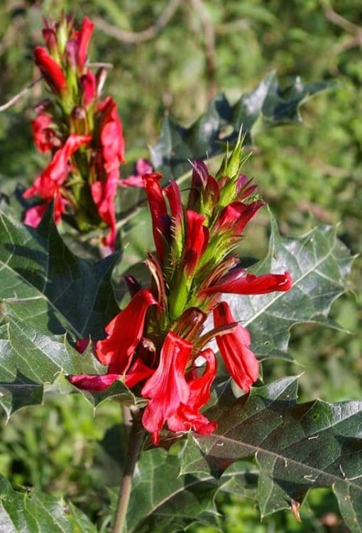 Acanthus sennii en fleur