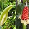 fleur et fruit d'alocasia odora