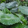 Feuillage d'Alocasia odora
