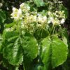 Entelea arborescens, liège de Nouvelle-Zélande