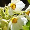 Entelea arborescens, liège de Nouvelle-Zélande