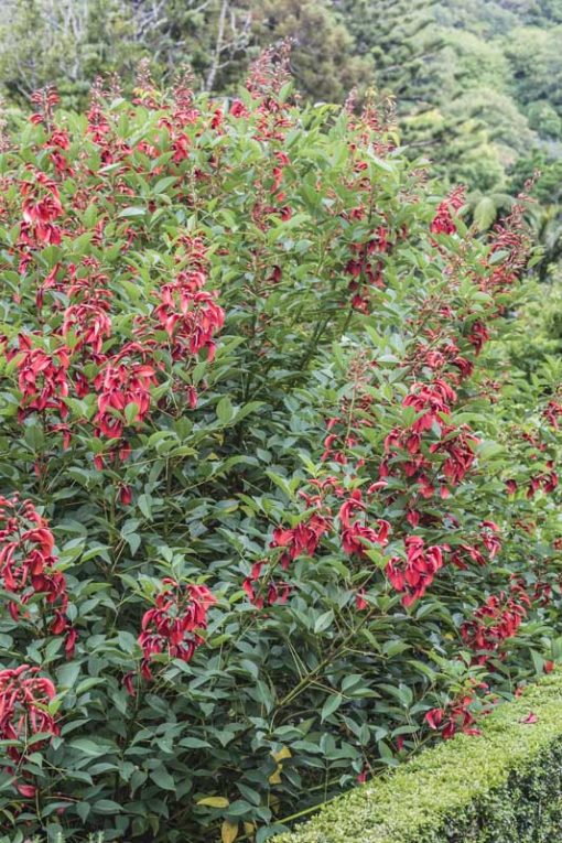 Erythrina crista-gallii 'Compacta' en fleur