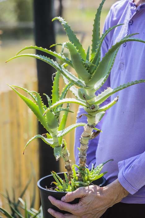 Plant d'Aloe arborescens de notre production