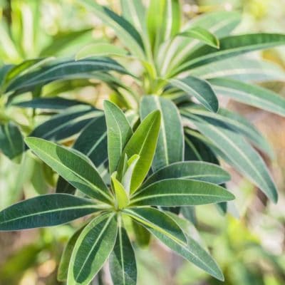 Euphorbia Agathe