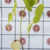 Entelea arborescens de notre production