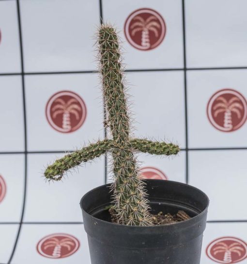 Cylindropuntia spinosior de notre production