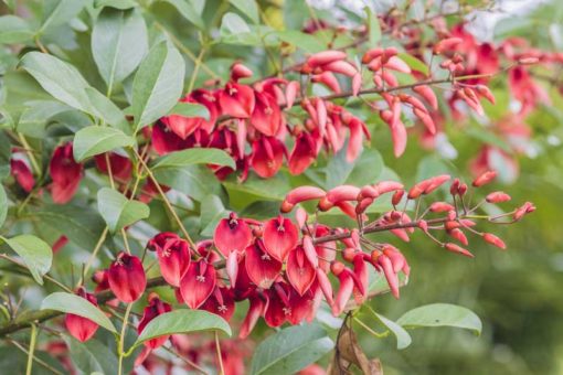 fleur d'Erythrina crista-gallii Compacta, l'érythrine naine