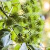 Fructification d'Entelea arborescens