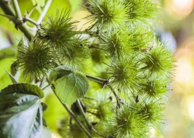 Fructification d'Entelea arborescens
