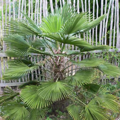 Trachycarpus wagnerianus