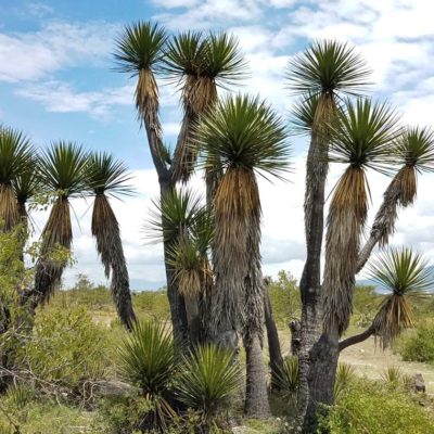 Yucca mixtecana à maturité