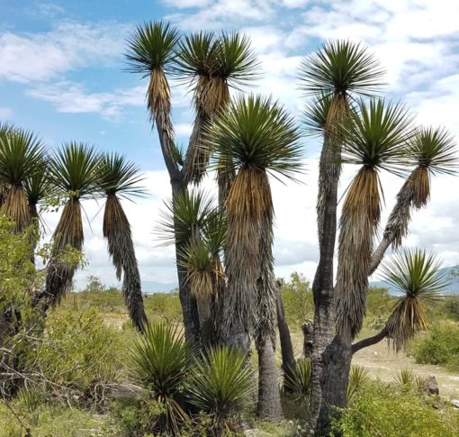 Yucca mixtecana à maturité