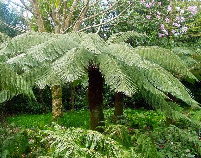 Dicksonia antartica, fougère en arbre, dicksonie Palmiers et Compagnie Dicksonia antartica, fougère en arbre, dicksonie Palmiers et Compagnie