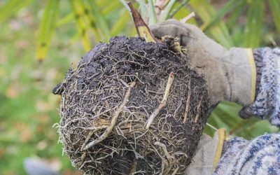 Comment transplanter un palmier ?