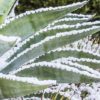 Agave asperrima sous la neige