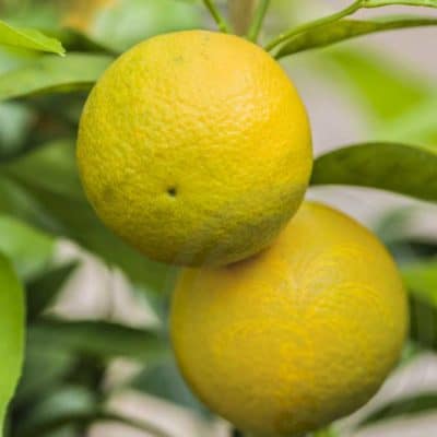 Fruit de citrumelo