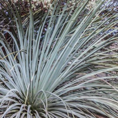 Feuillage d'Hesperoyucca whipplei (Yucca whipplei)