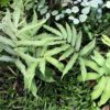 Fougère Dryopteris sieboldii