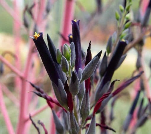 Détail de la floraison de Puya violacea